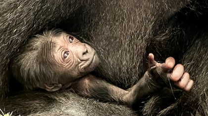 Un gorila nació en el zoológico de Ohio: una esperanza para su especie en peligro crítico de extinción