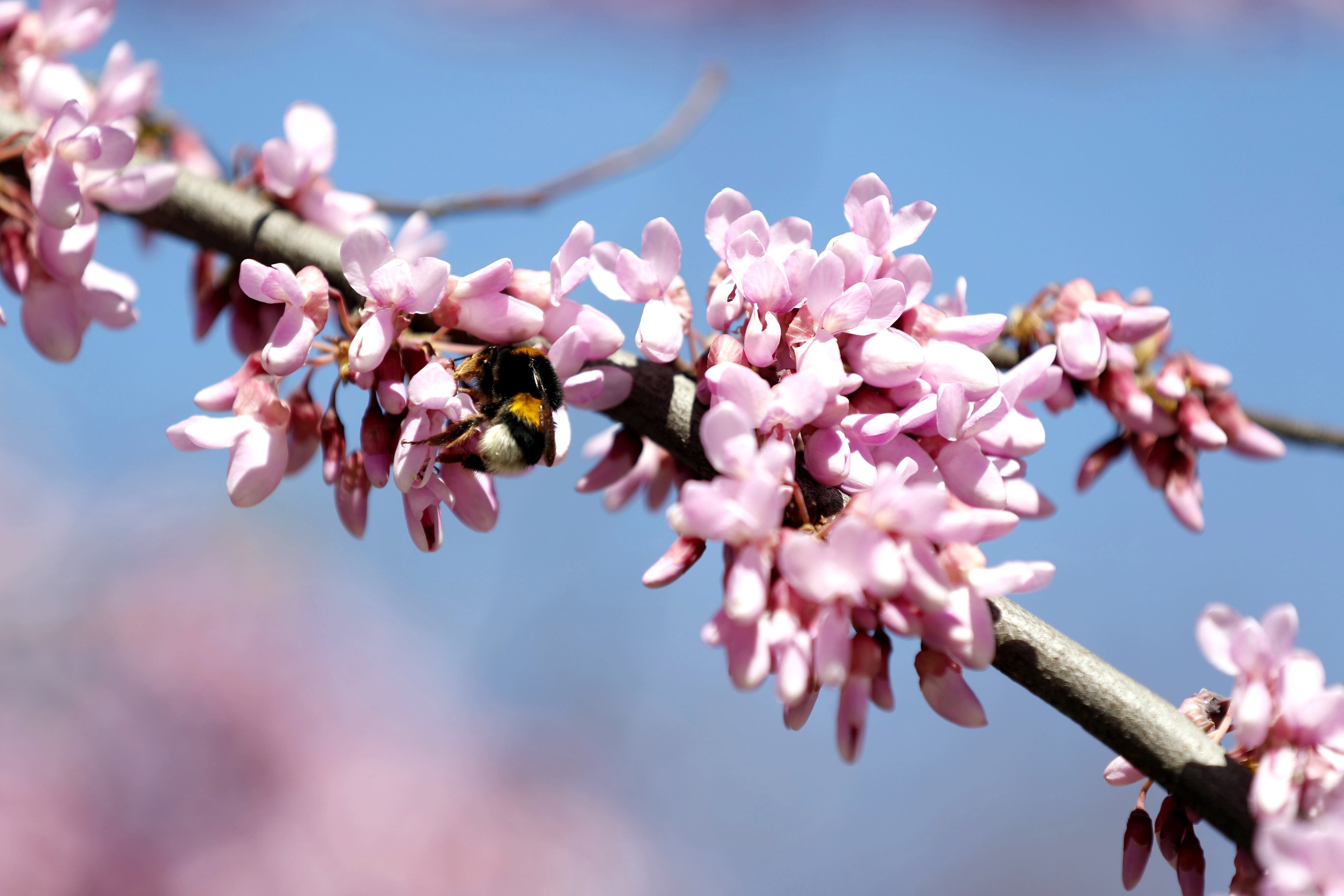 En primavera, los niveles de polen de árboles y pastos aumentan considerablemente/ EFE/Luis Tejido