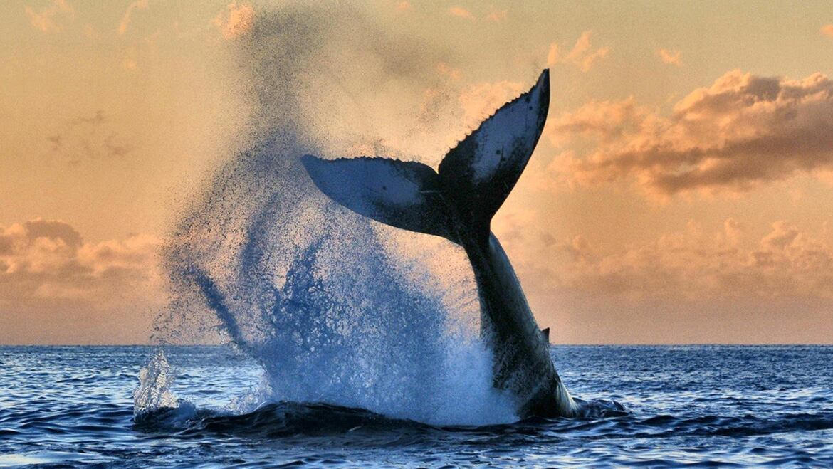 El excremento de ballena, rico en hierro, fomenta el crecimiento del fitoplancton, crucial en la absorción de CO2 - Susan Metz / National Geographic Photo Contest 162