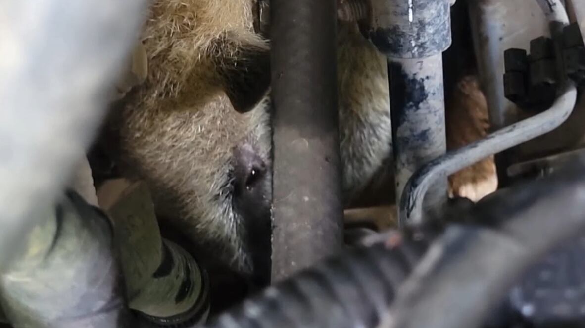 Esta especie se encuentran en riesgo debido a que sus habitáts están siendo azotados por incendios forestales y las altas temperaturas - crédito Departamento de Policía Cundinamarca