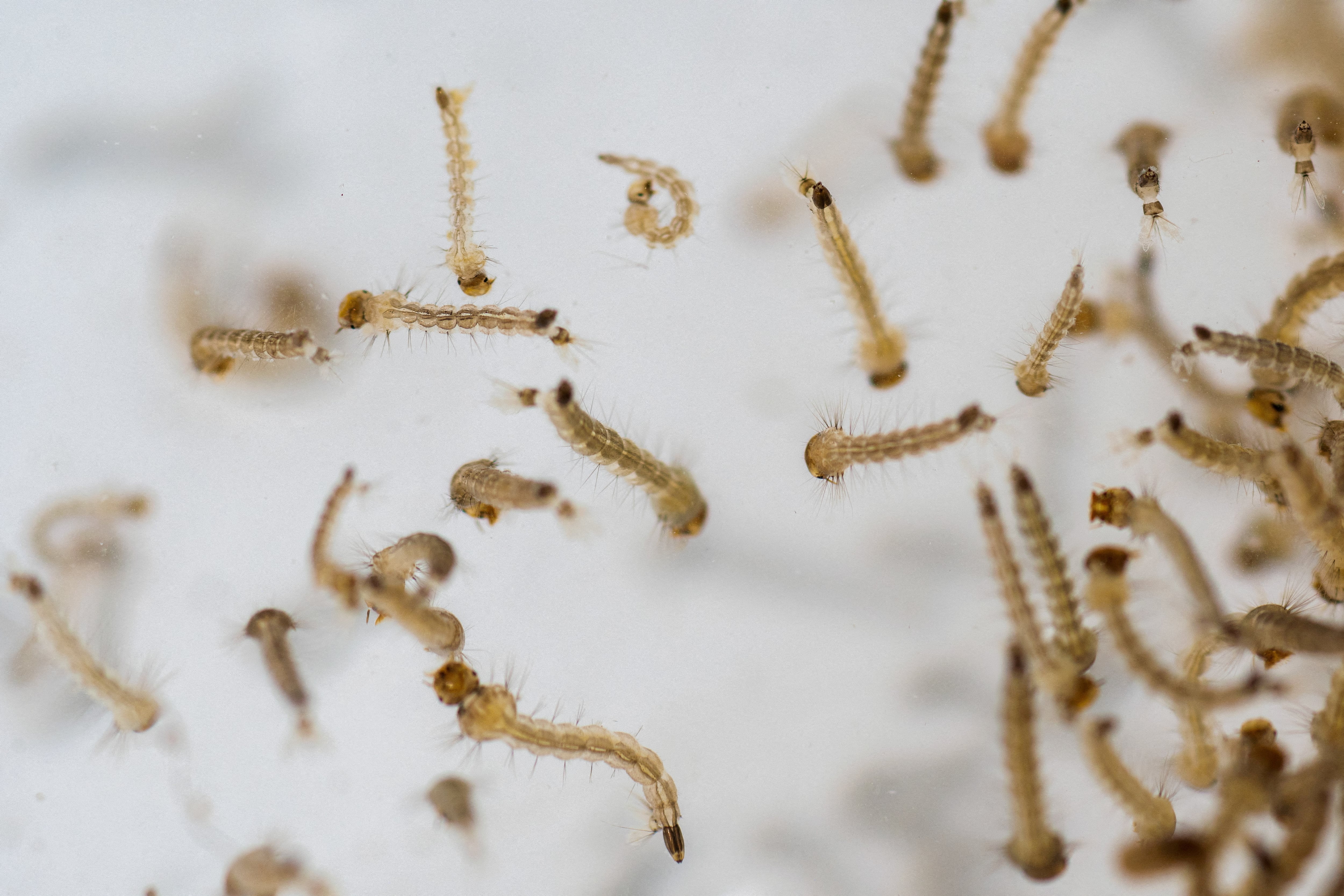 Larvas del Aedes aegypti mosquito larvae son estudiadas por científicos del Conicet (REUTERS/Josue Decavele)