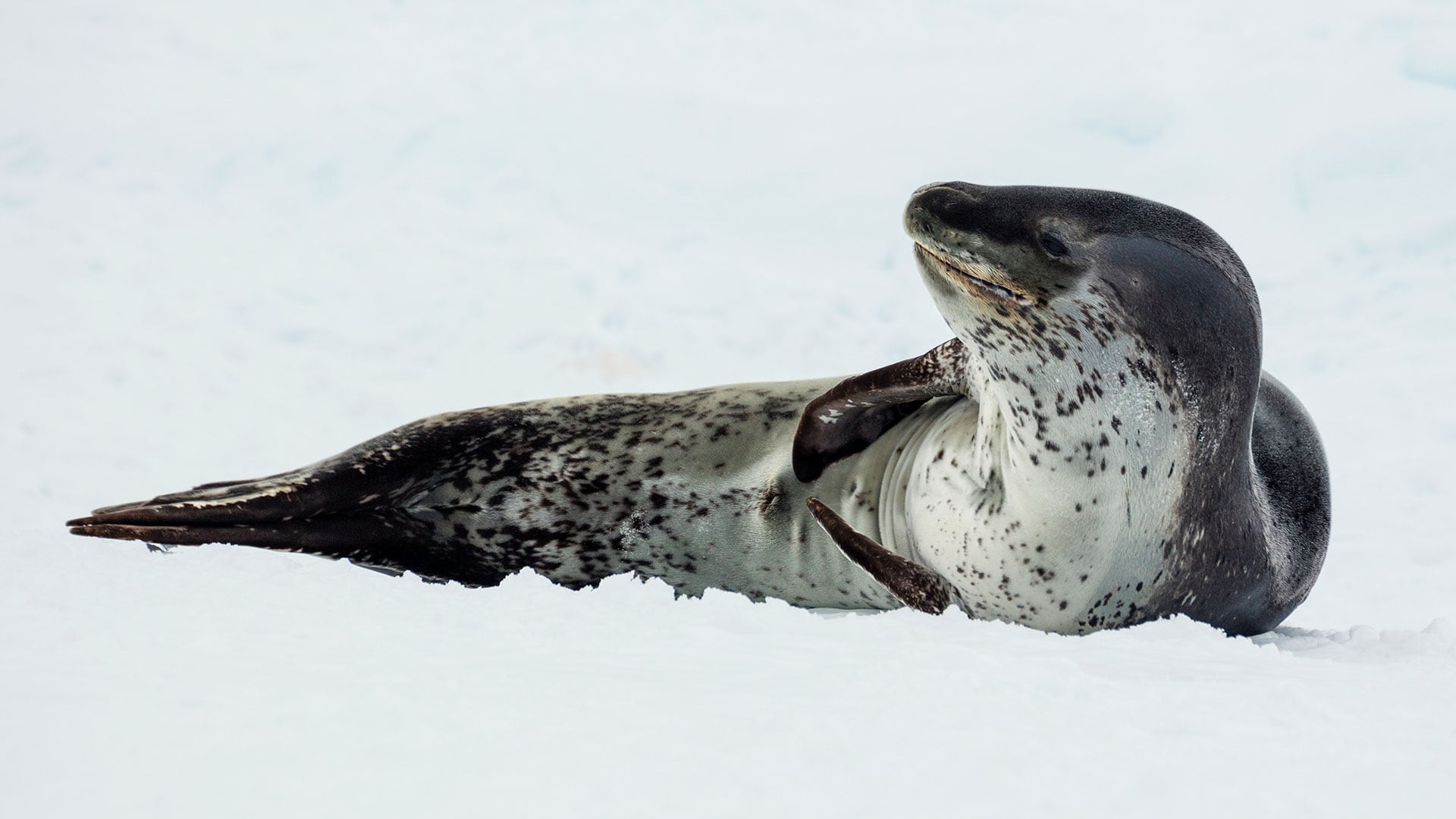 Foca Leopardo