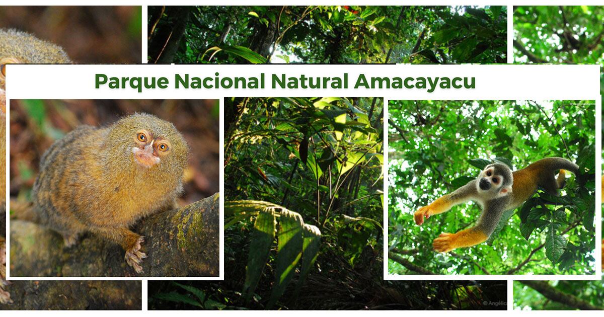 El Parque Nacional Natural Amacayacu cuenta con maravillas naturales - crédito Parques Nacionales Naturales de Colombia