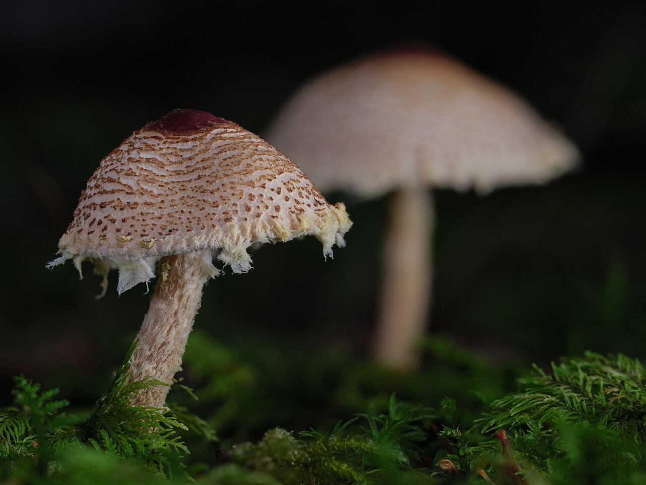 Lepiota brunneoincarnata (Pixabay)