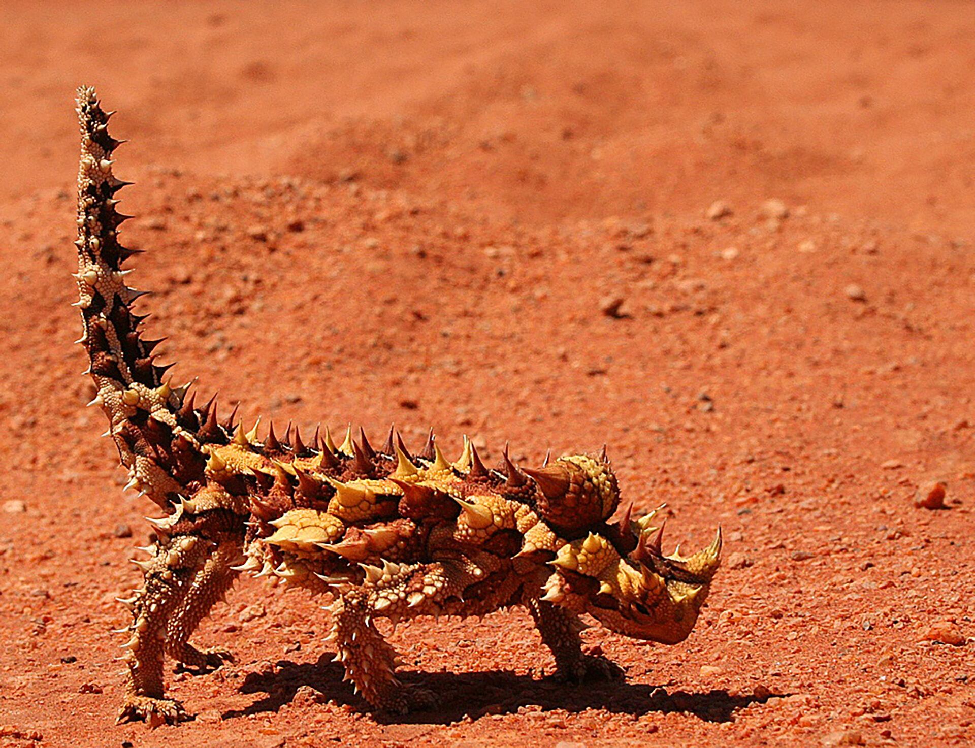 Moloch horridus