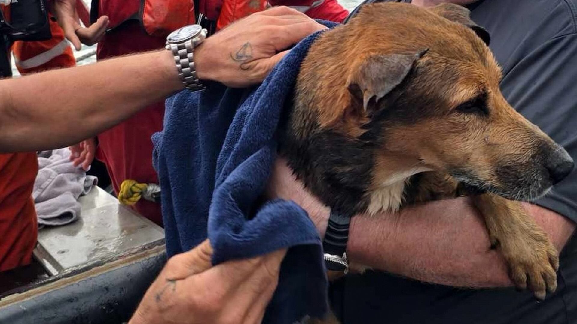 La mascota fue rescatada el 15 de julio por miembros de Offshore Life México. (Facebook/Offshore Life México)