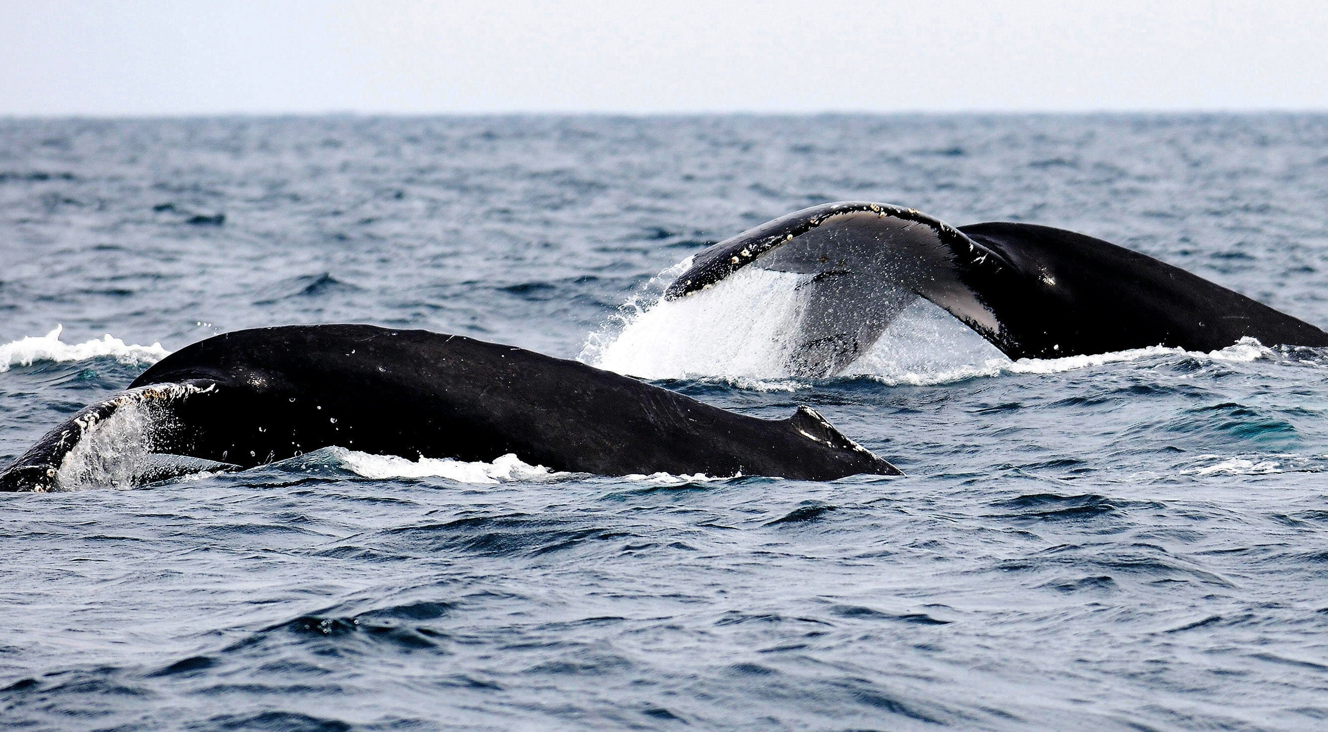 Este año los turistas podrán apadrinar a una ballena. (EFE/Patricio Realpe) 