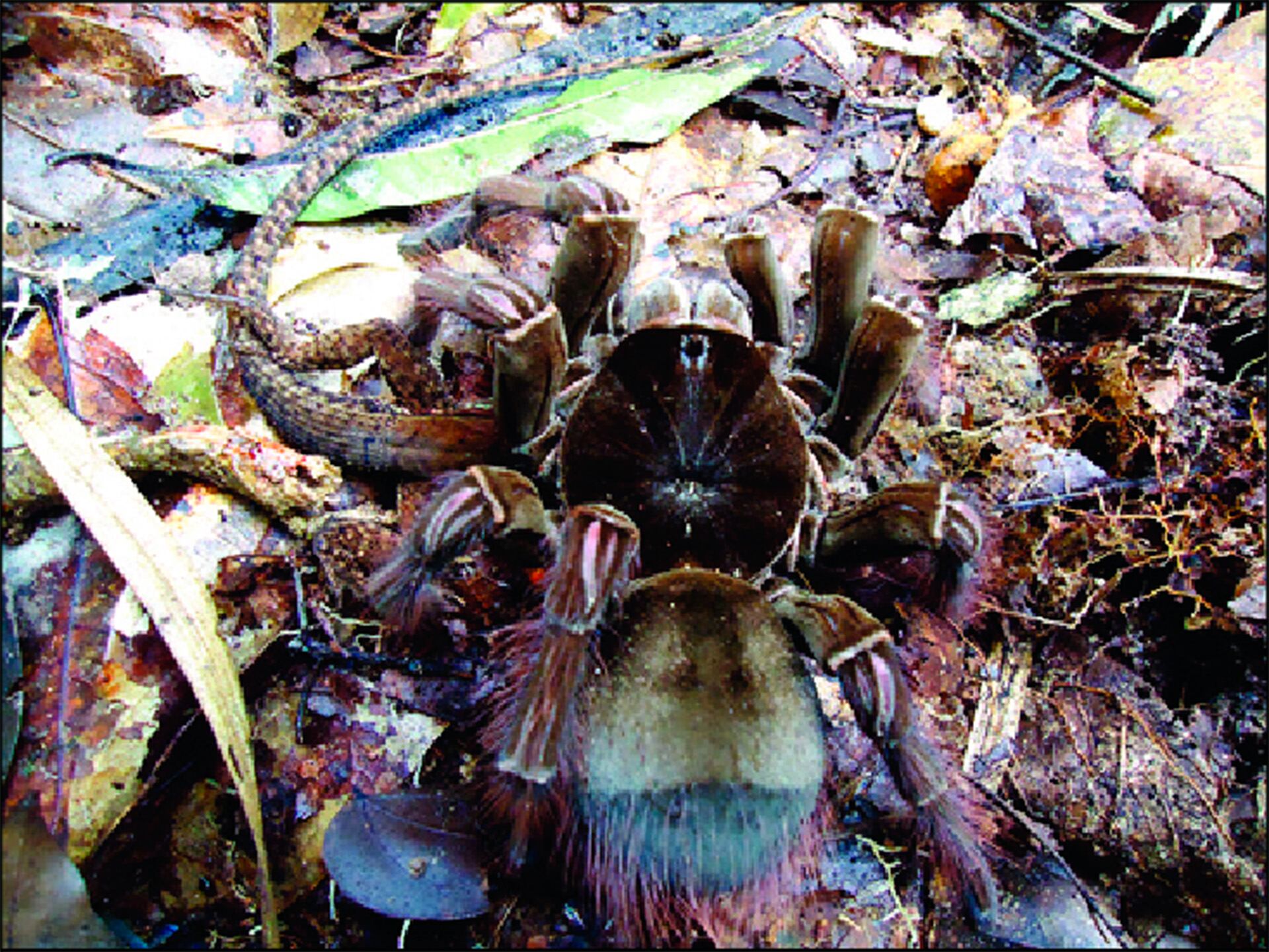 Theraphosa blondi