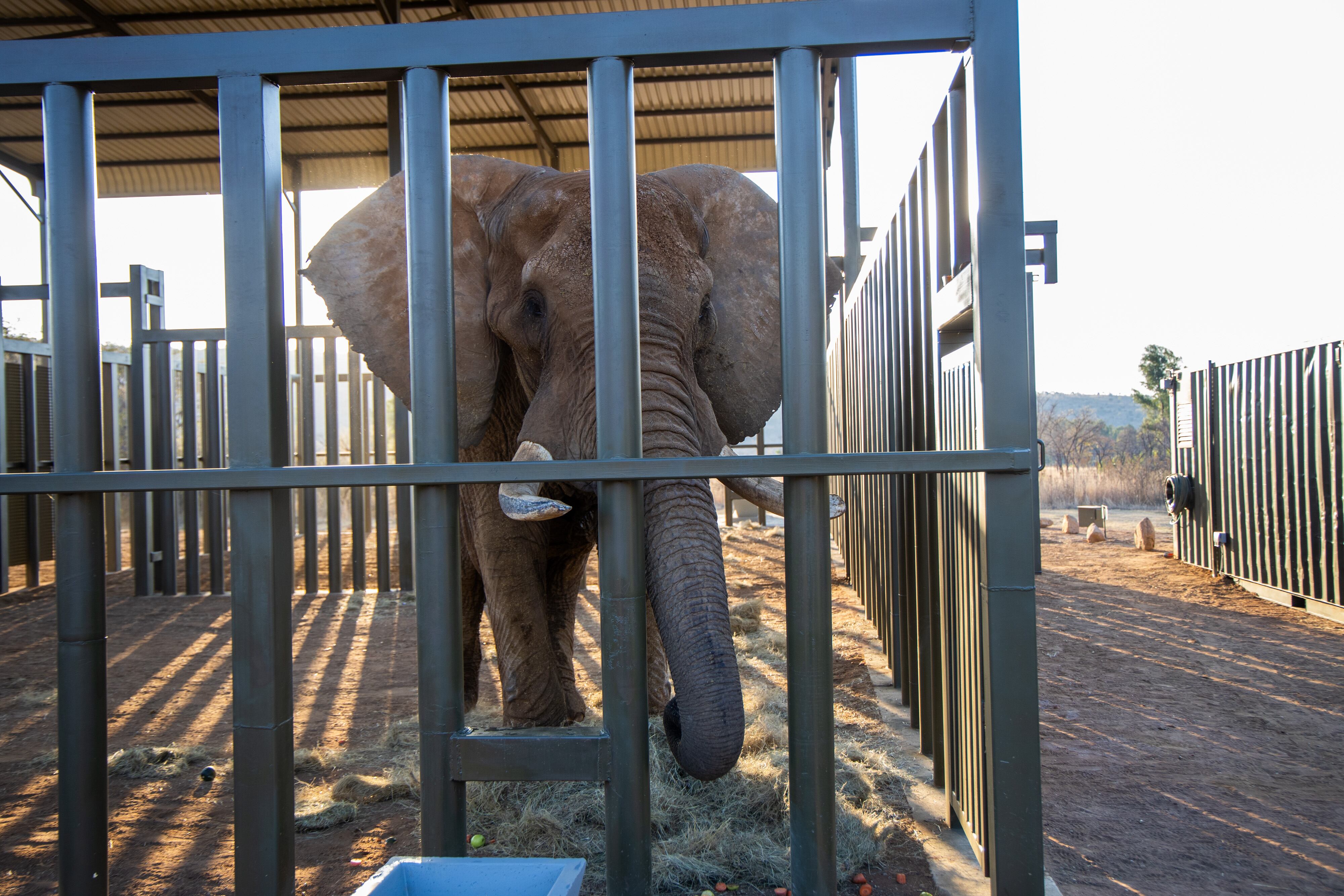 El elefante de 42 años disfrutará de su nueva vida en un santuario para vida silvestre. (Cortesía Four Paws)