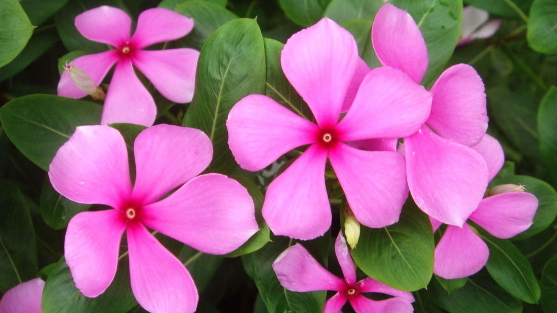 Isabelita - Catharanthus roseus - planta - Perú - historias - 2 julio