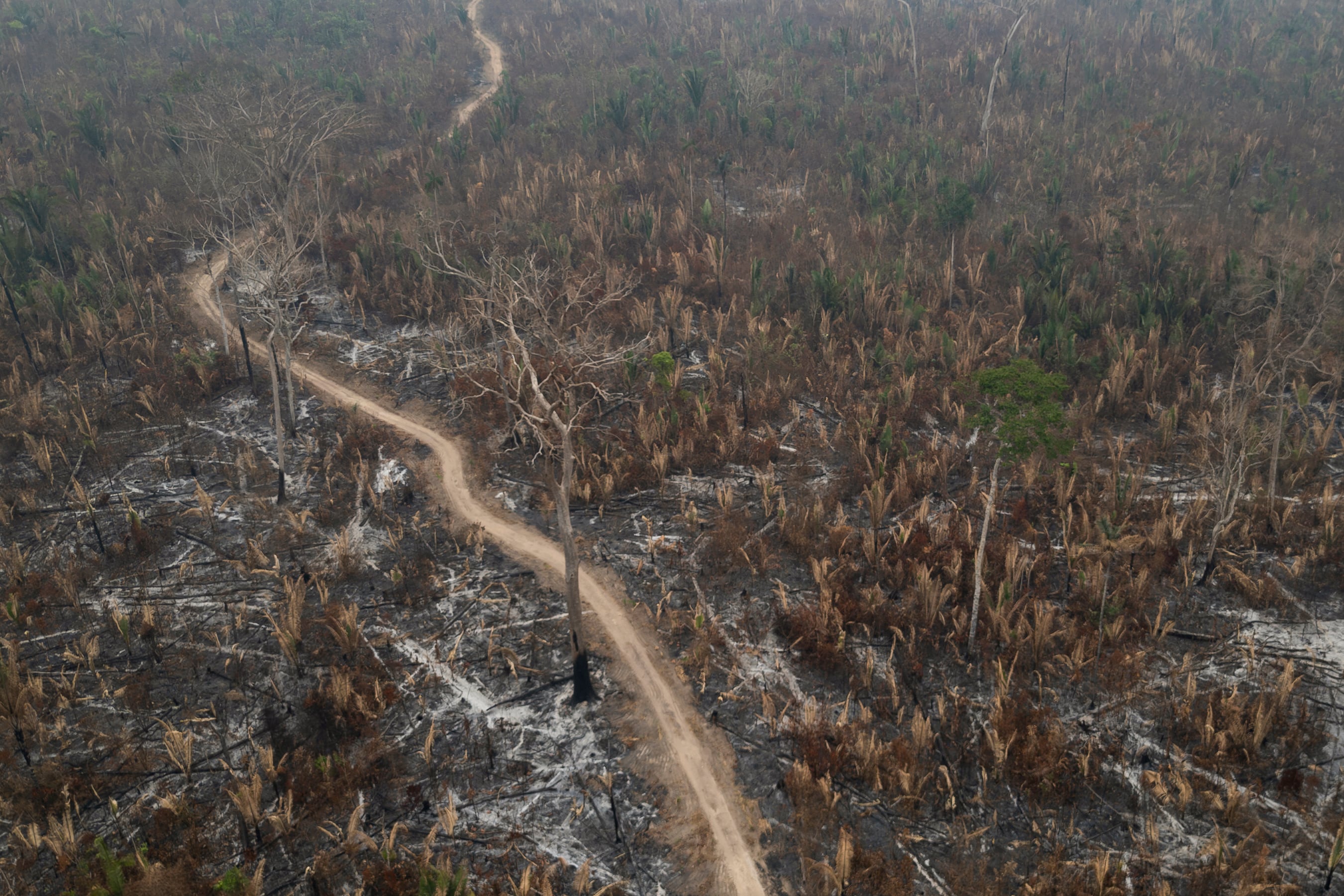 Incendios forestales en Brasil provocan mayor nivel de emisiones de carbono en dos décadas