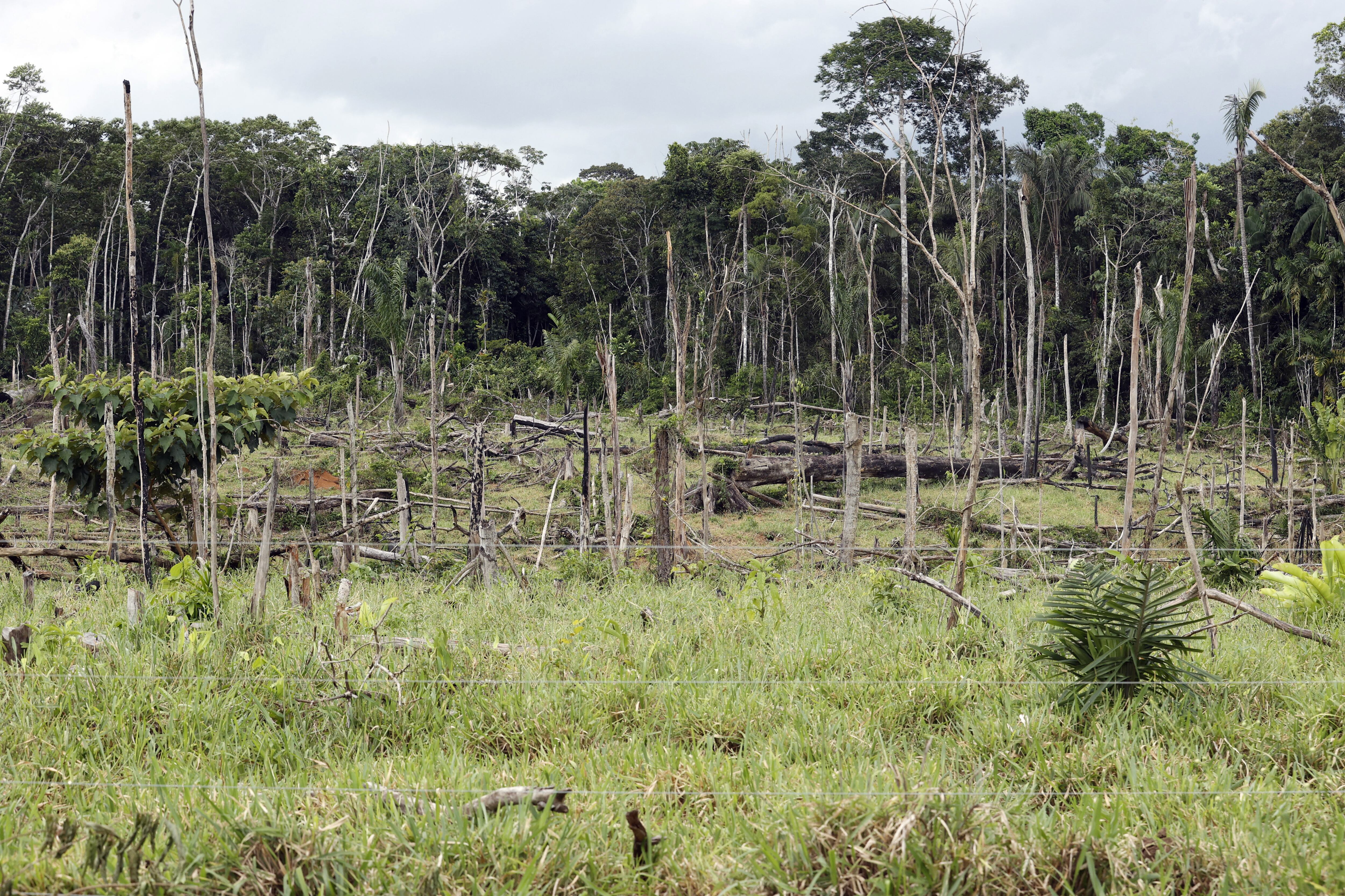 La deforestación en Colombia se redujo en un 36% en 2023 - crédito Mauricio Dueñas/EFE
