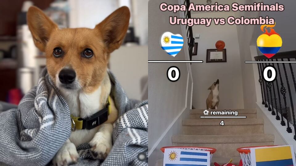 Corgi - Predicción - Copa América