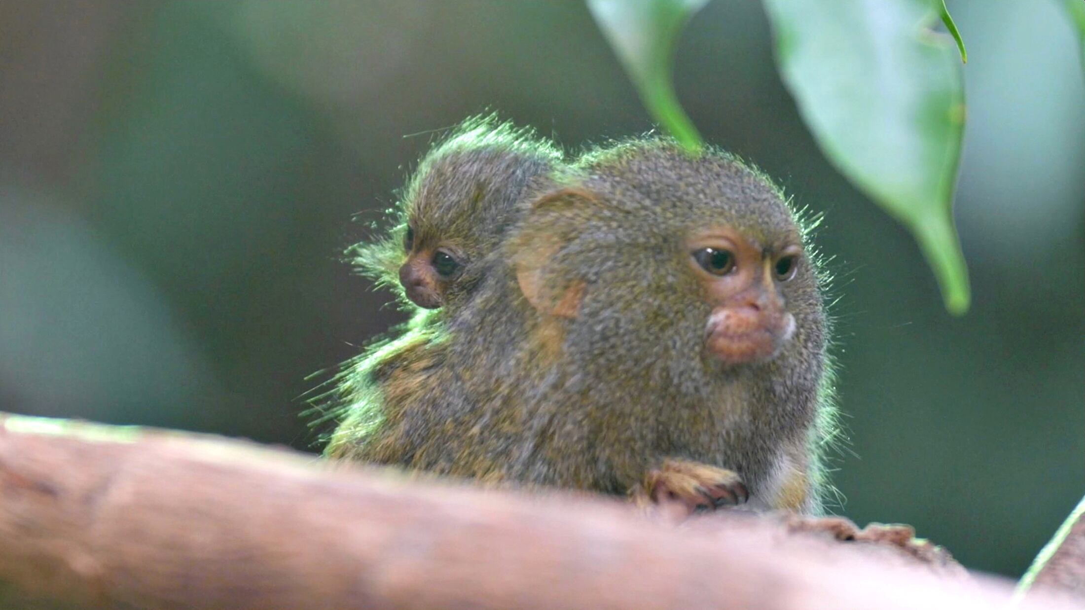 En la naturaleza existen algunos padres que son capaces de todo por proteger a sus crías. (Chester Zoo vía REUTERS)