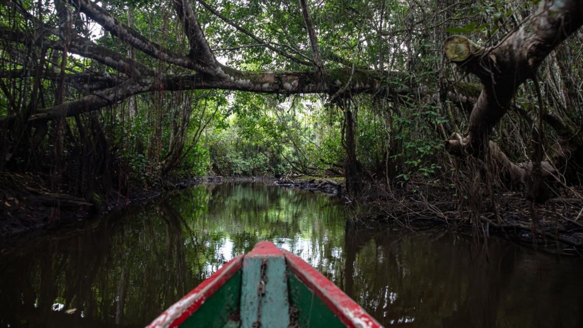 Reserva ecológica Santa Elena, una forma distinta de explorar la selva. (Foto: Karina Mendoza / PROMPERÚ)