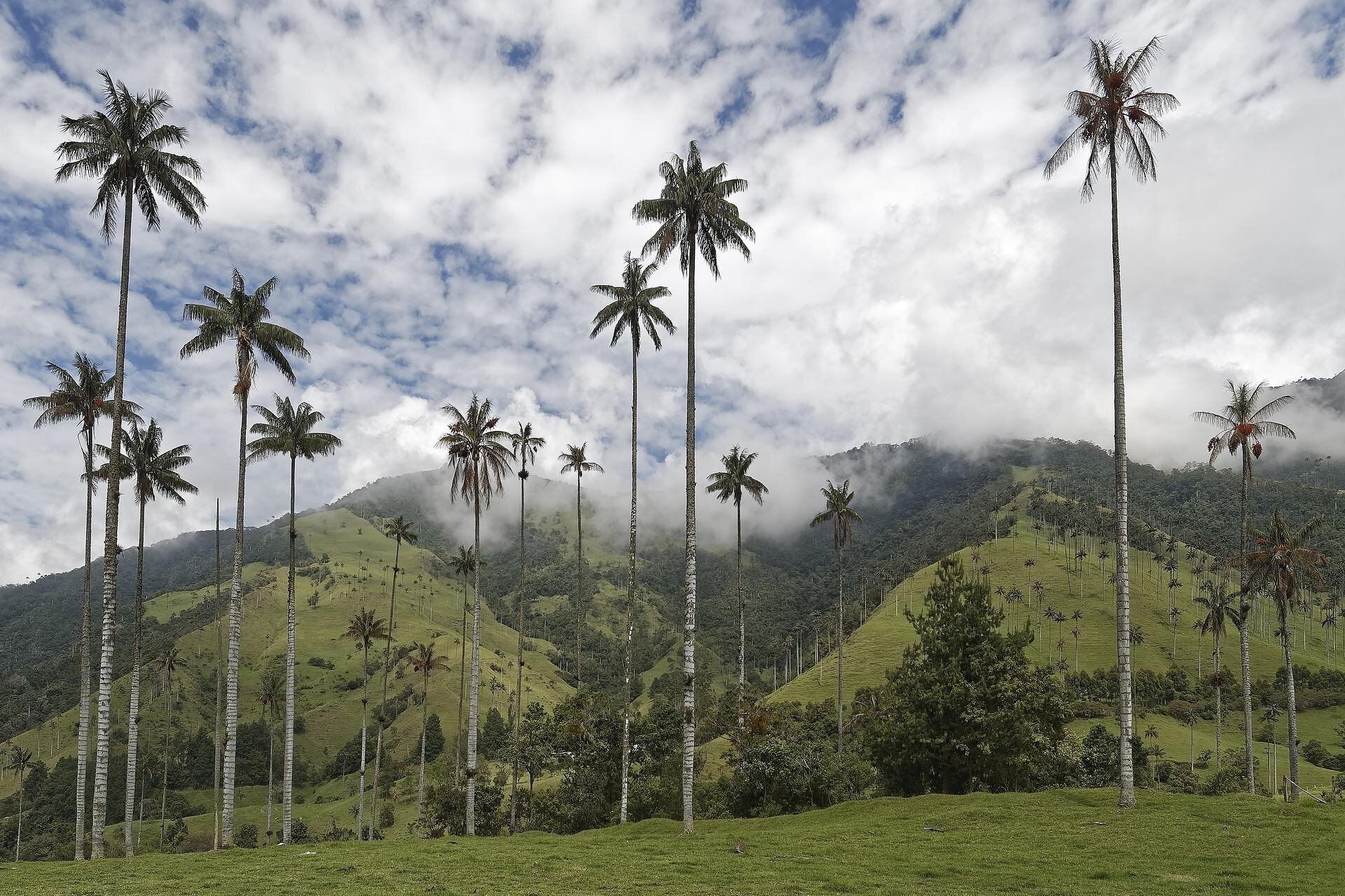 Valle del Cocora-Quindío-Colombia