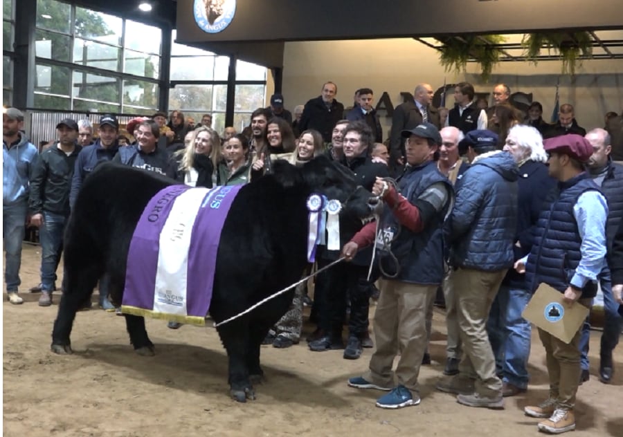 El Presidente Javier Milei en la pista Indoor de La Rural de Buenos Aires, en el marco de la 81° ExpoAngus. Foto junto al Gran Campeón Macho de la raza