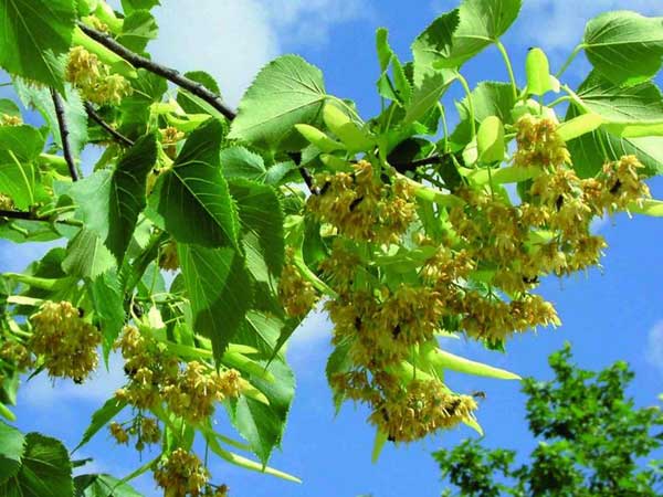 En verano, la tila produce pequeñas flores de tonalidades entre amarillo y verde (Getty Images)