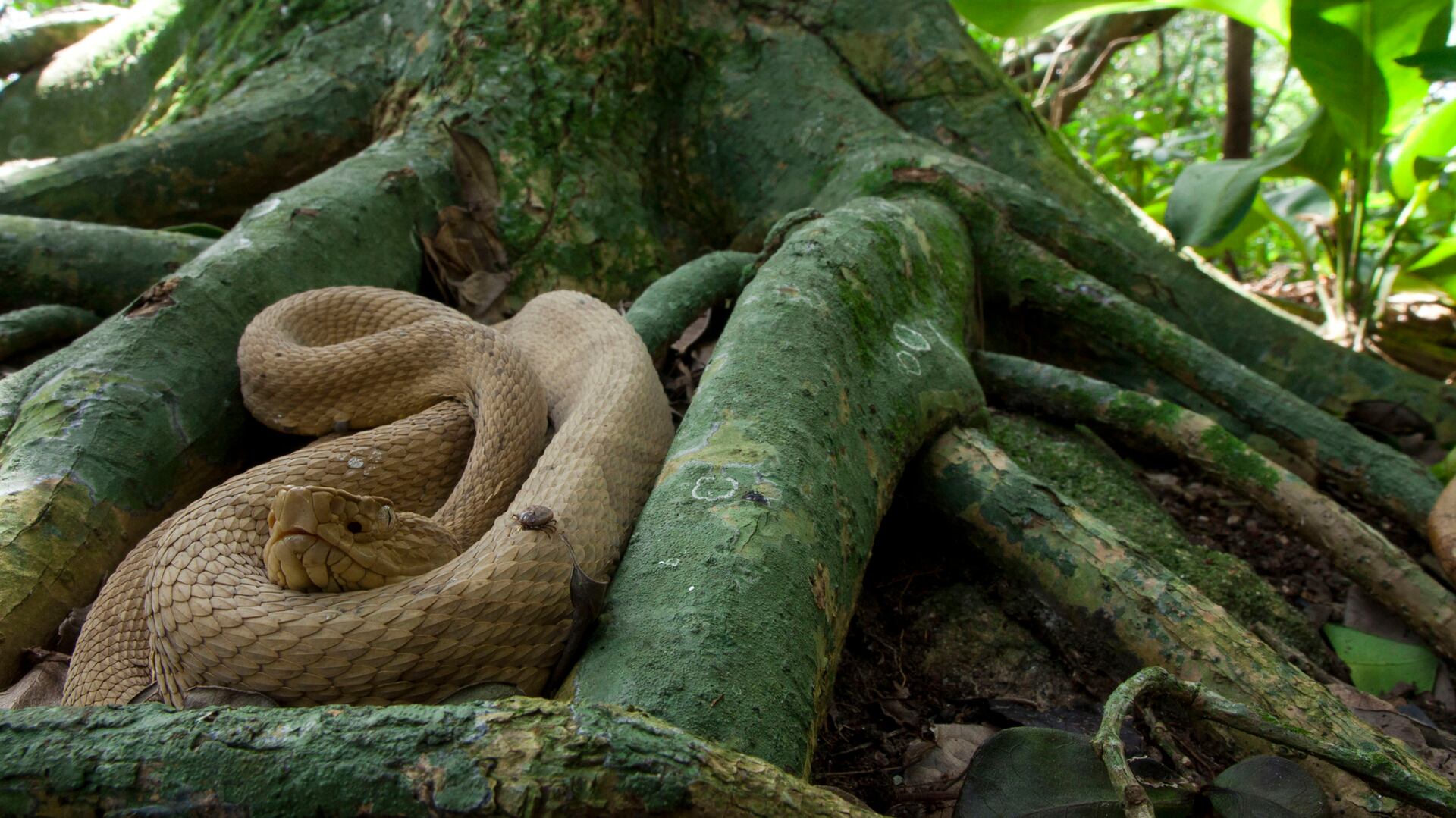 Ilha da Queimada Grande alberga la mayor concentración mundial de serpientes venenosas