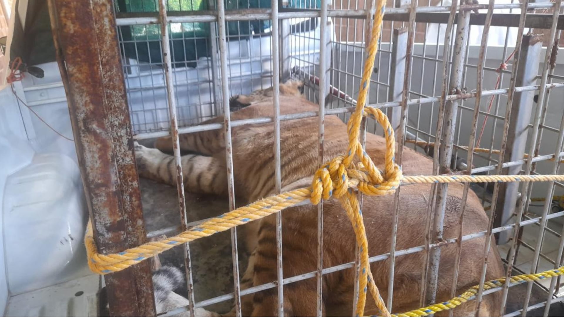 Localizan a tigre en domicilio de Chihuahua tras cateos de la FGE