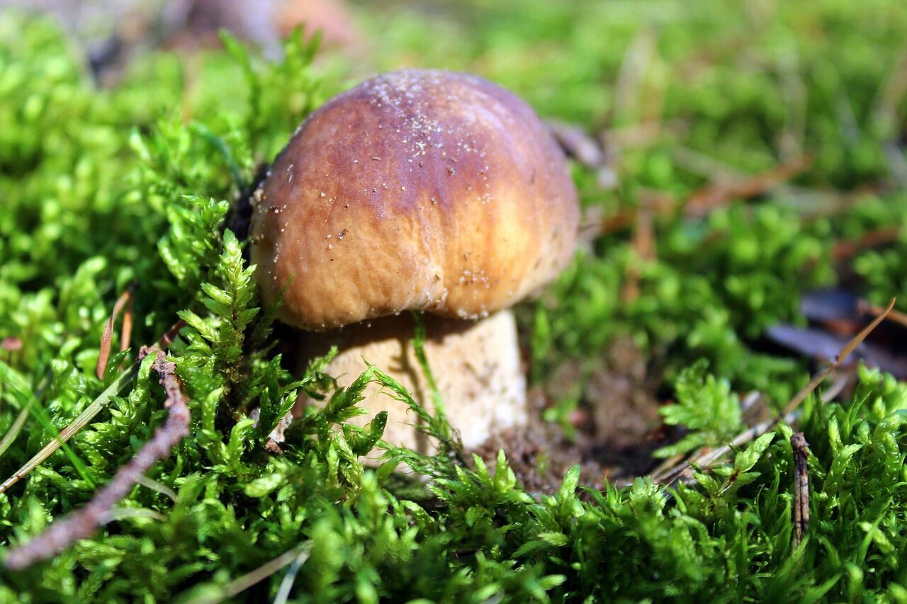 Boletus reticulatus (Pixabay)