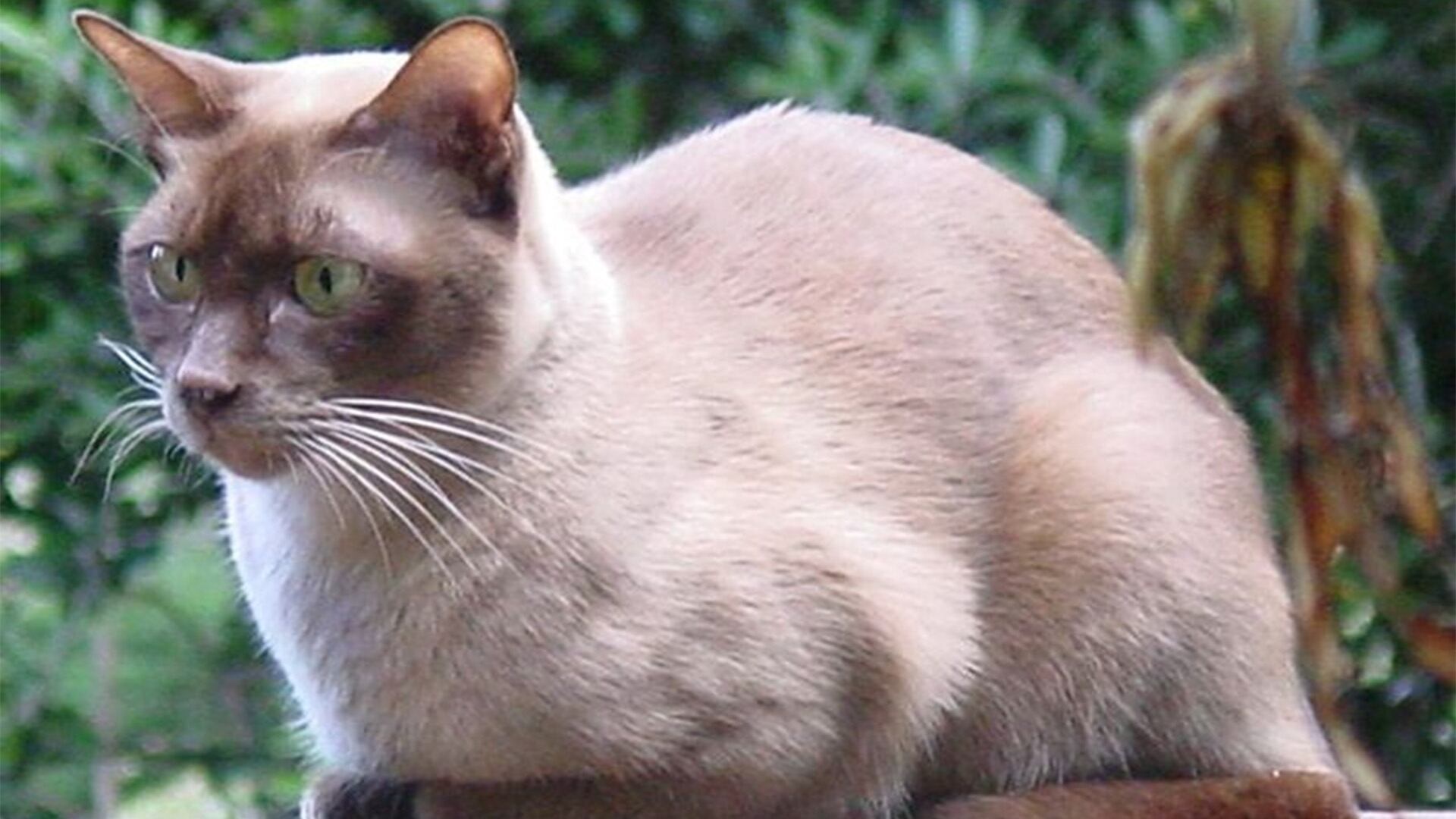 El gato burmés se caracteriza por su cuerpo elegante y estilizado.