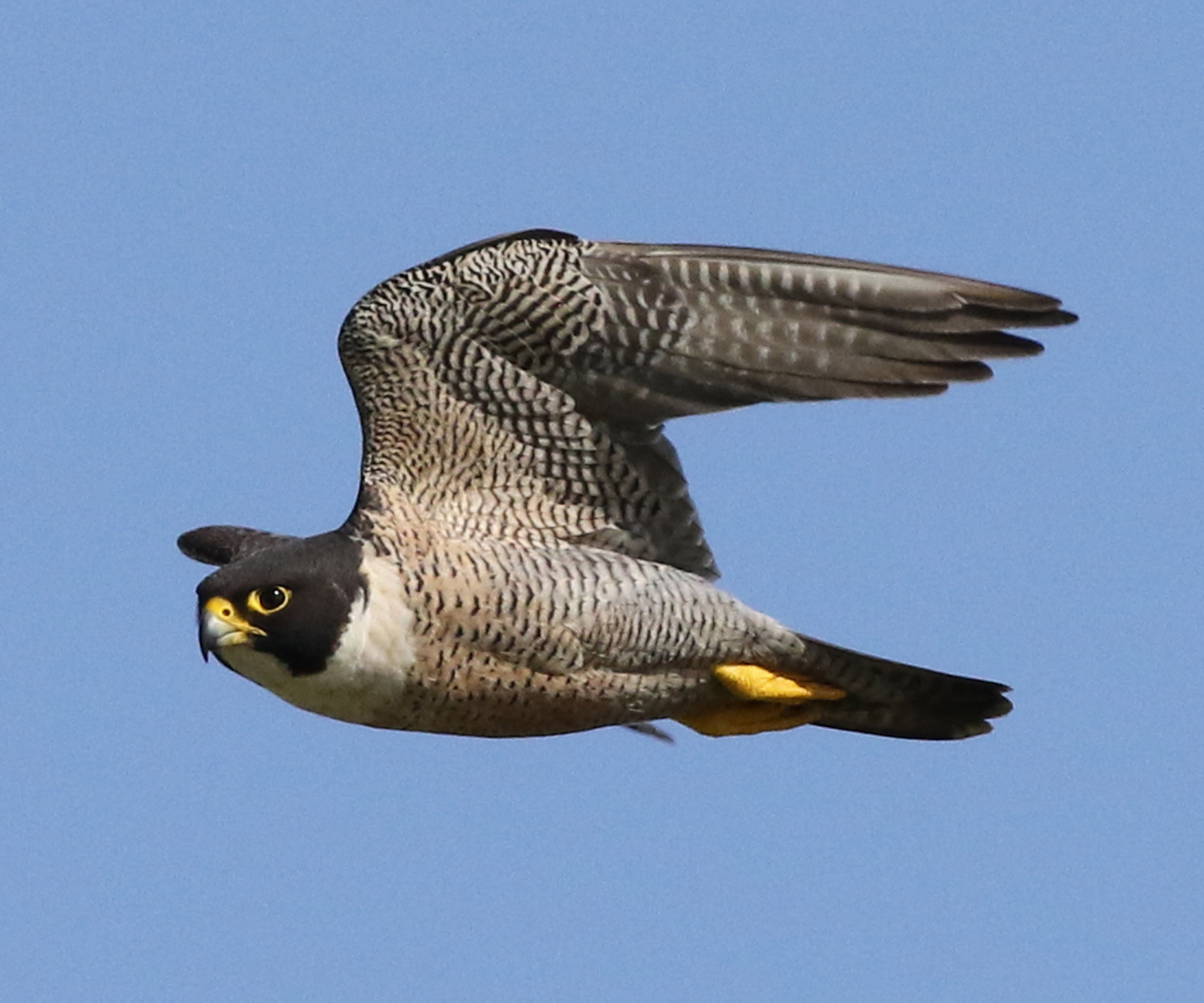 El halcón peregrino casi se extingue por culpa del DDT.