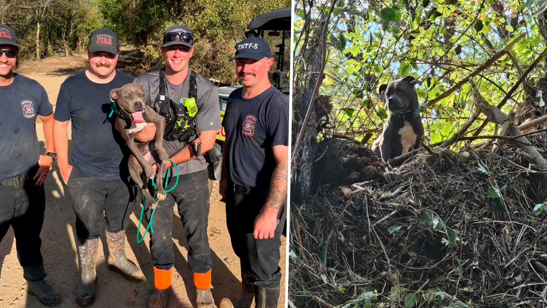 Un grupo de bomberos salvó a una perra que pasó tres días atrapada tras las inundaciones por el huracán Helene en EEUU