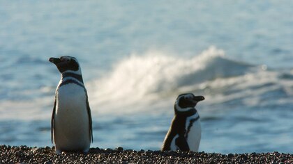 Por qué la mayoría de los pingüinos muertos en Sudamérica son hembras