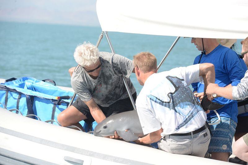 El conteo anual revela un preocupante descenso en la población de vaquitas marinas. En la foto científicos devuelven al océano un emeplar como parte de un proyecto de conservación, en el mar de Cortés, en Baja California (Archivo/ Semarnat a través de Reuters)