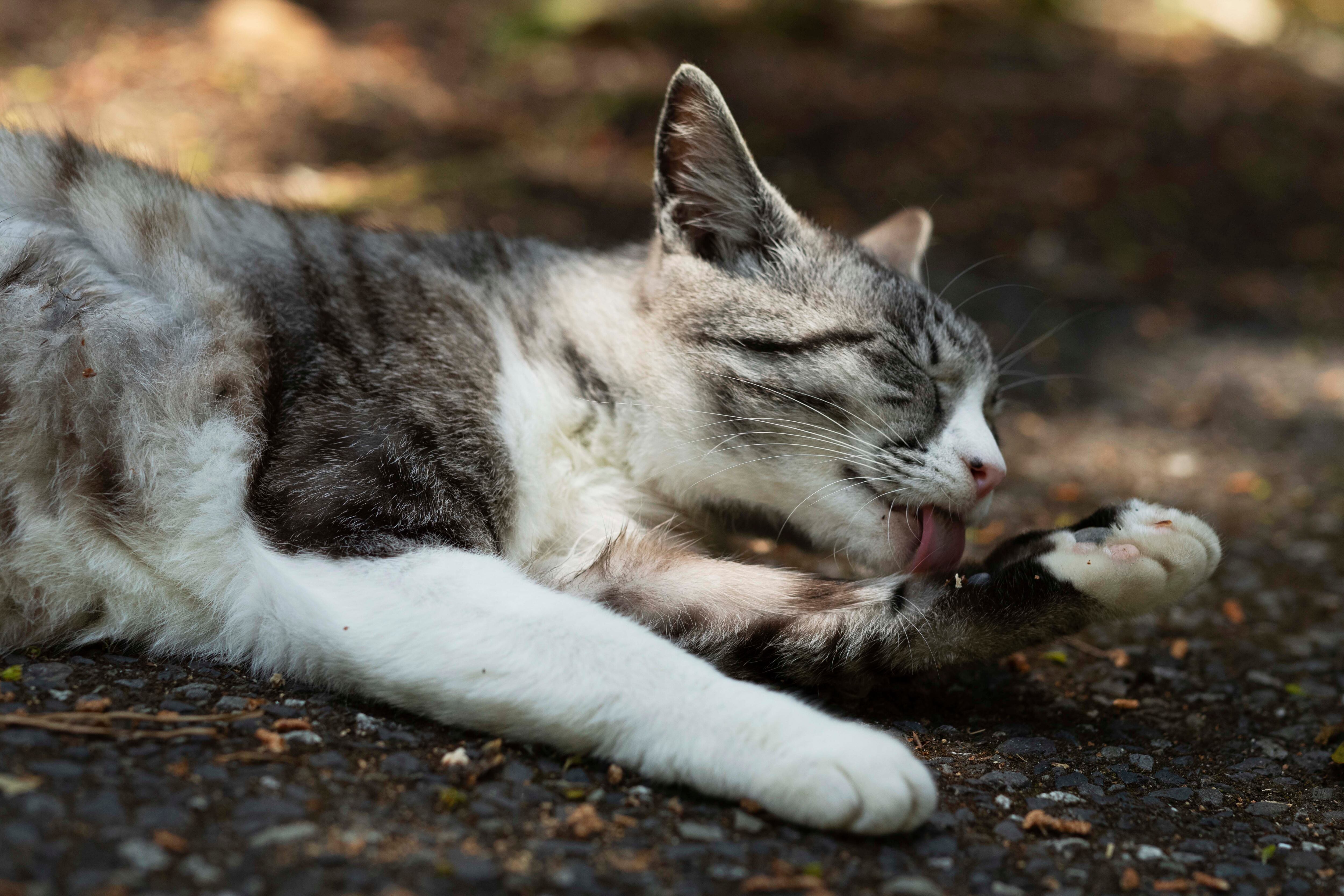 Un santuario rinde homenaje a los gatos en una isla japonesa donde superan en número a los humanos