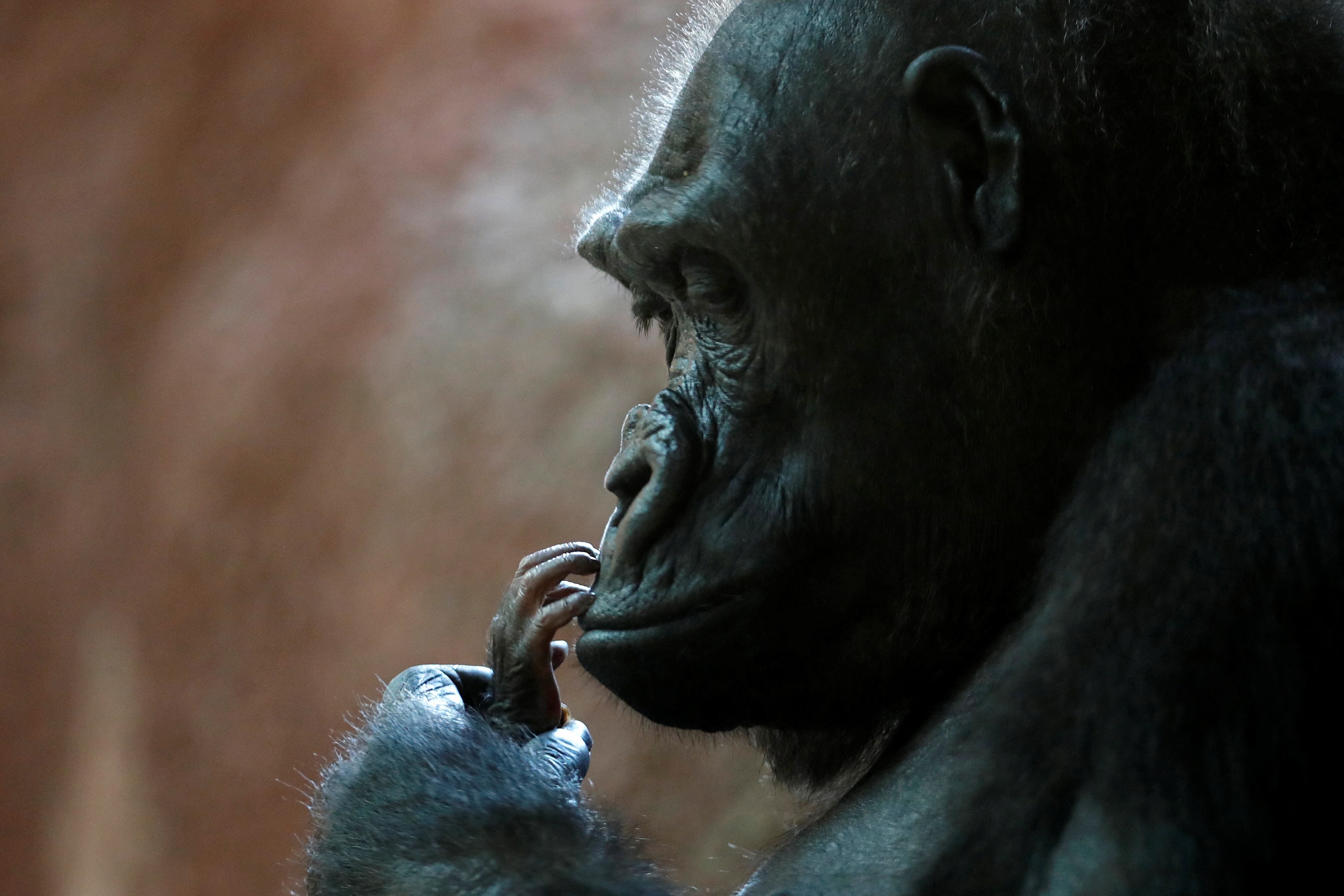 Cada 24 de septiembre se celebra el Día Mundial del Gorila. (REUTERS/David W Cerny)