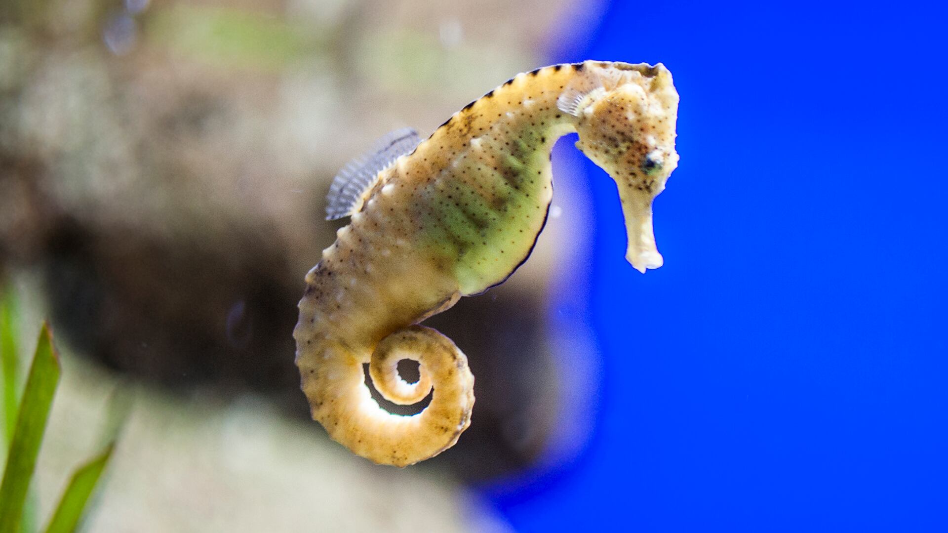 Los caballitos de mar hembra depositan los huevos fecundados en los machos y son ellos quienes dan a luz a las crías. (Istock)