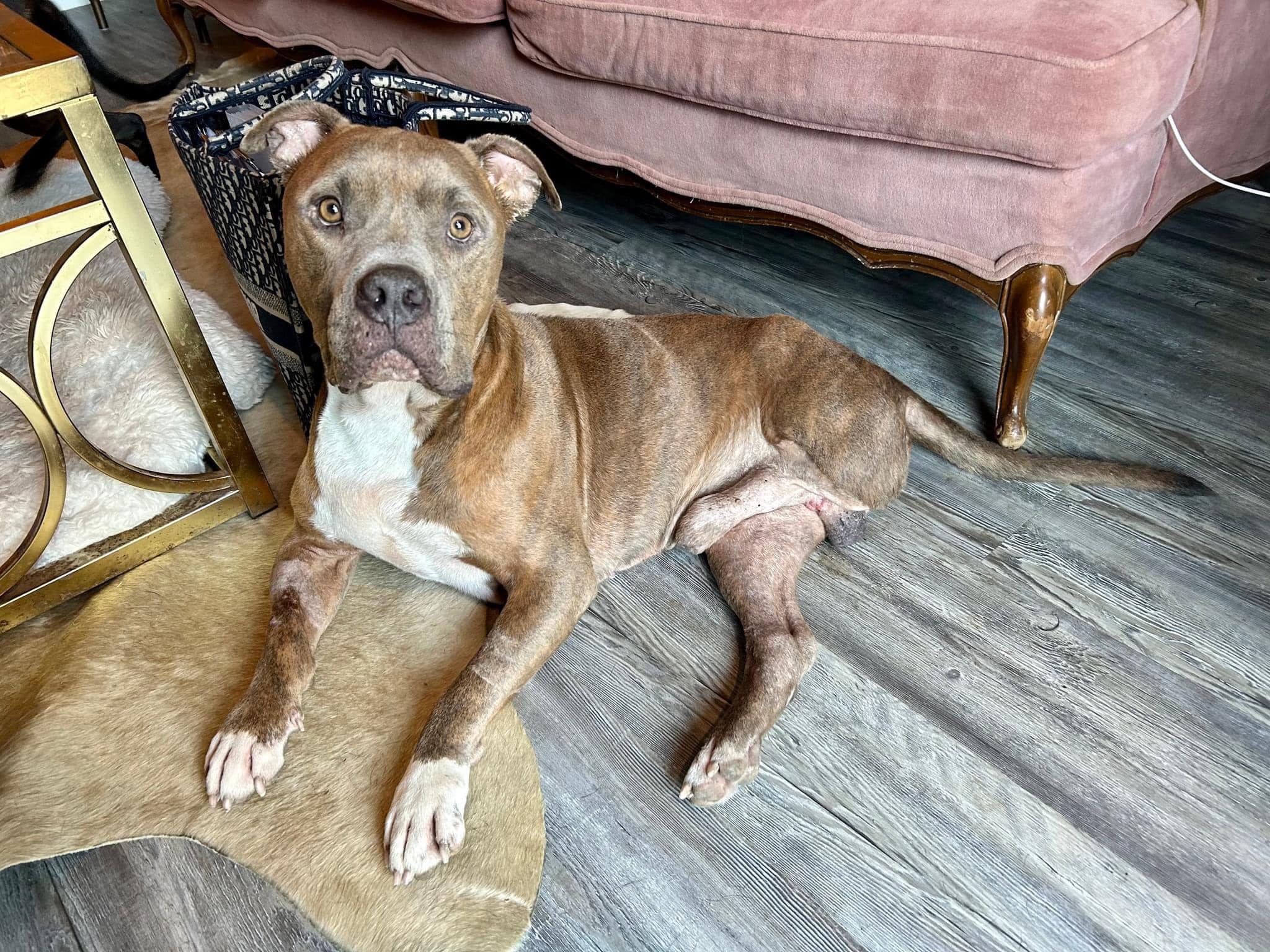 Pappas, el pitbull que no confiaba en nadie y ahora es el más agradecido con las personas (Facebook Saving Hope Rescue)