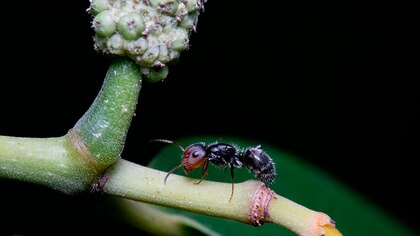 Las hormigas pueden realizar amputaciones que salvan vidas en sus heridas, según un estudio
