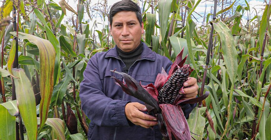 Una nueva variedad de maíz morado: El ‘Sicainito’ revoluciona la agricultura por su calidad y rendimiento (Agro Perú)