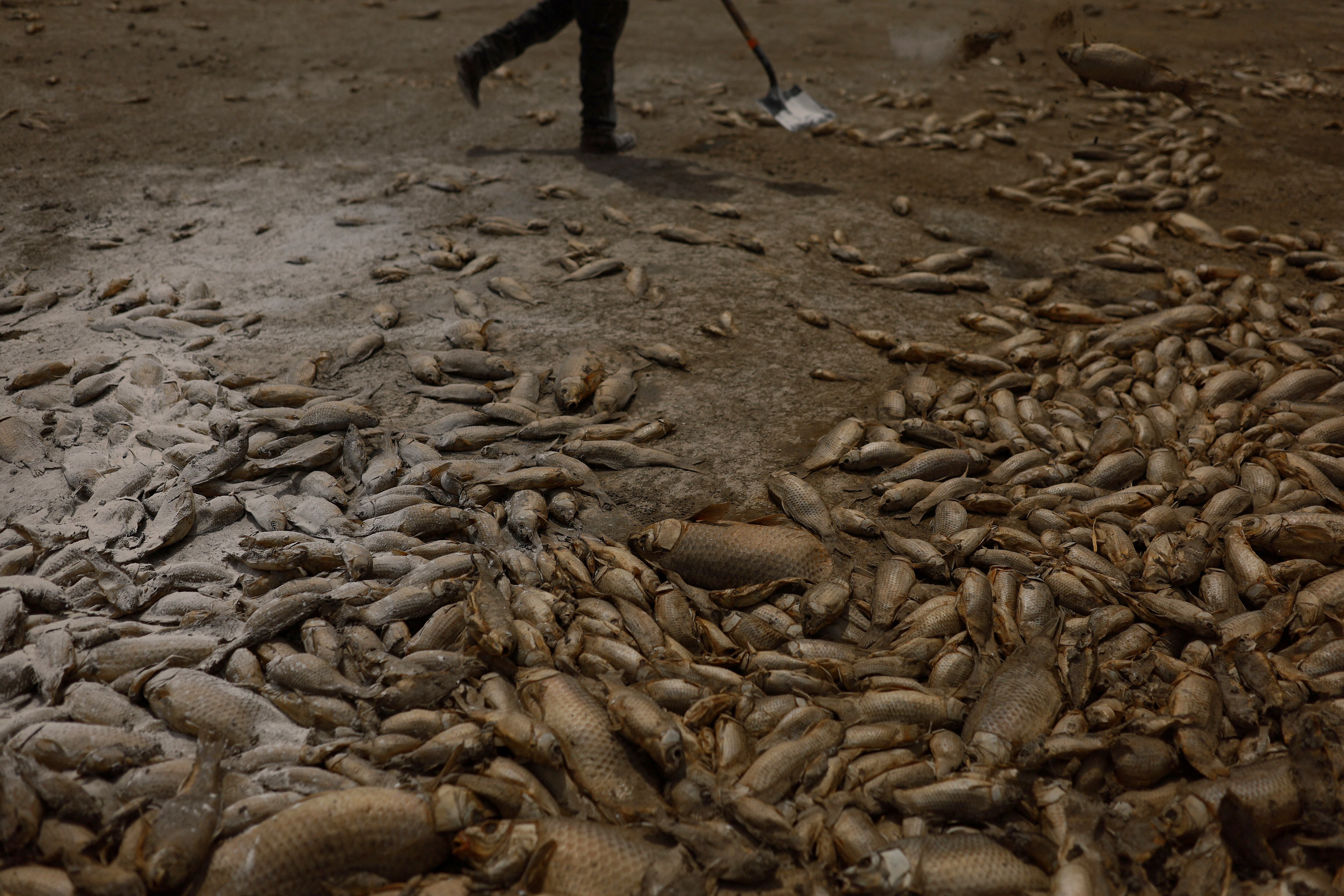 Los animales murieron a causa de la sequía. 