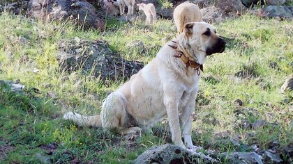 El enorme perro guardián milenario con apariciones en la Biblia y en el cine, cuál es su origen