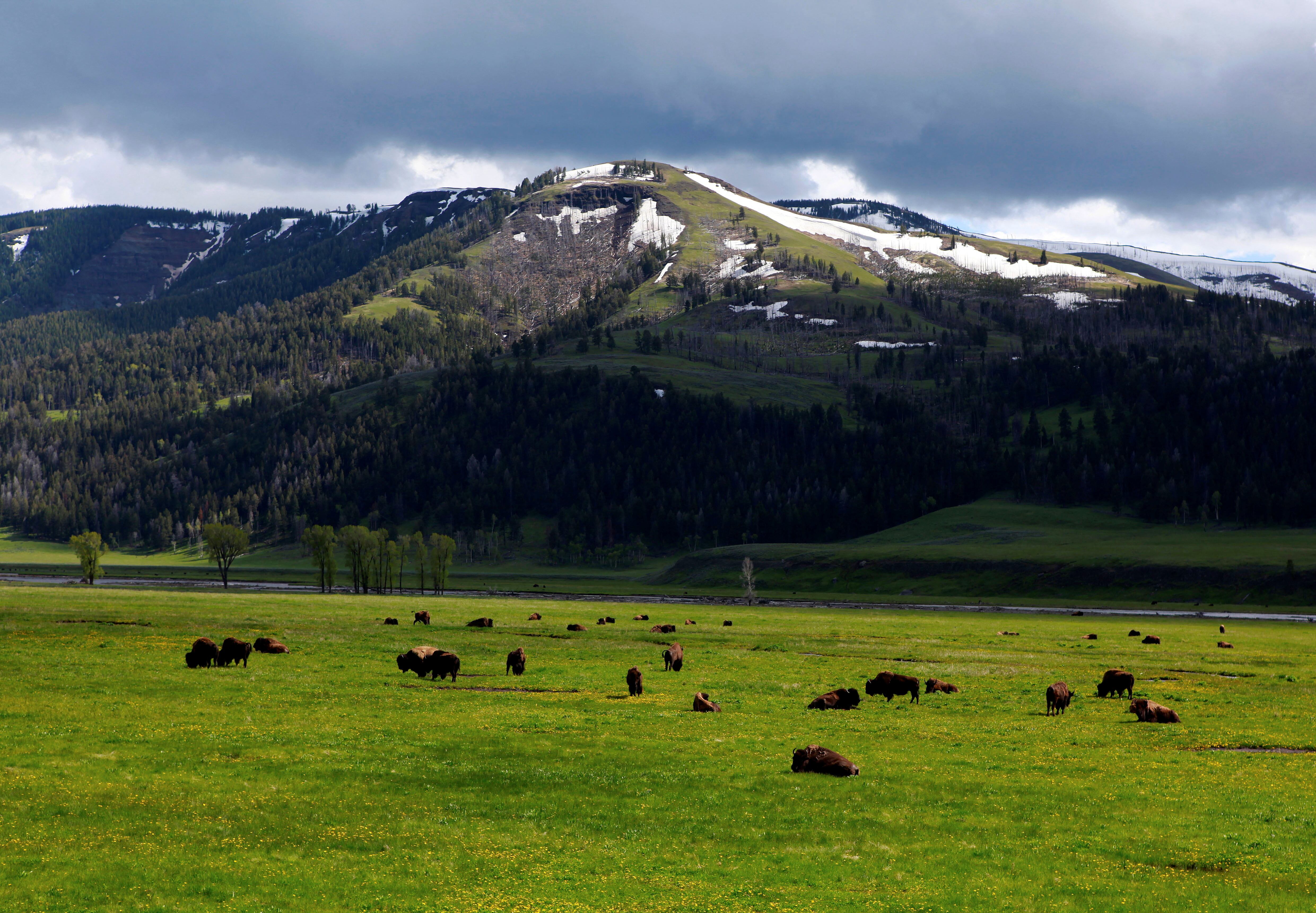 El Parque Nacional Yellowstone, fundado en 1872, es el primer parque nacional del mundo, conocido por sus emblemáticos géiseres y rica biodiversidad (REUTERS/Jim Urquhart)