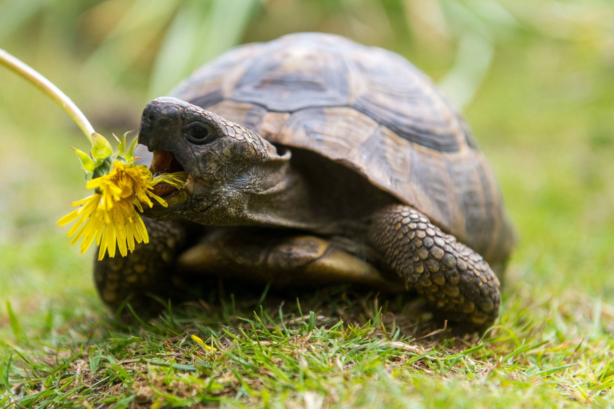 El diente de león ayuda a tener una piel salusable. (Benjamin Nolte/dpa)