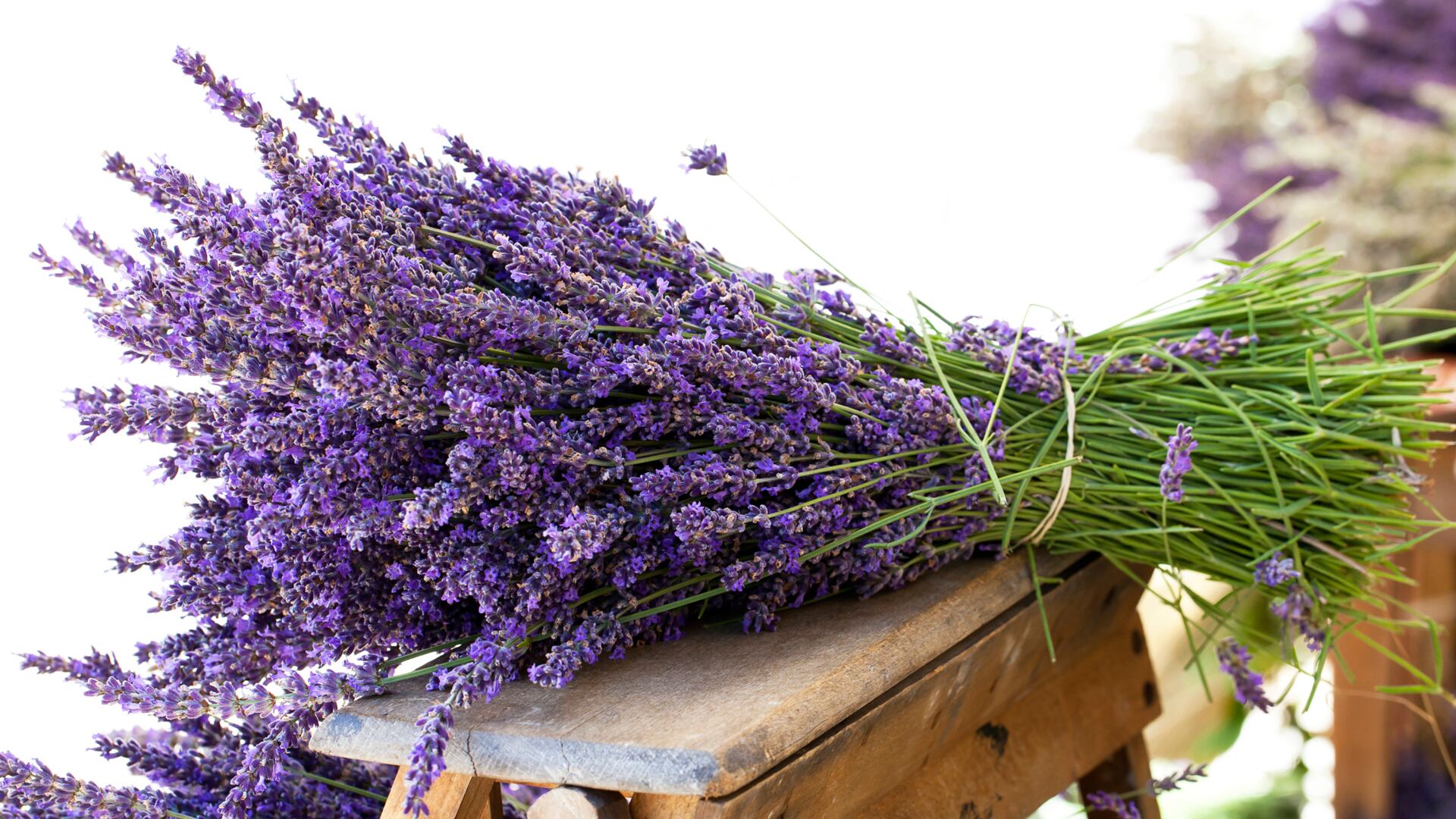 Flores de lavanda. (Getty Images/iStockphoto)