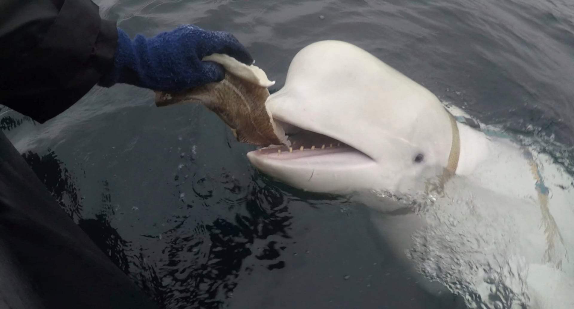 De la beluga Hvaldimir a las palomas de la Segunda Guerra Mundial: ¿qué animales son los mejores para espiar?