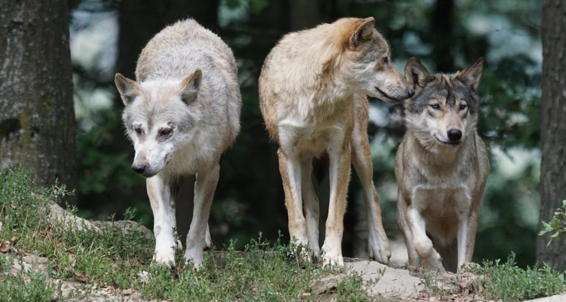 California podría albergar entre 371 y 497 lobos en el norte del estado, según biólogos.

