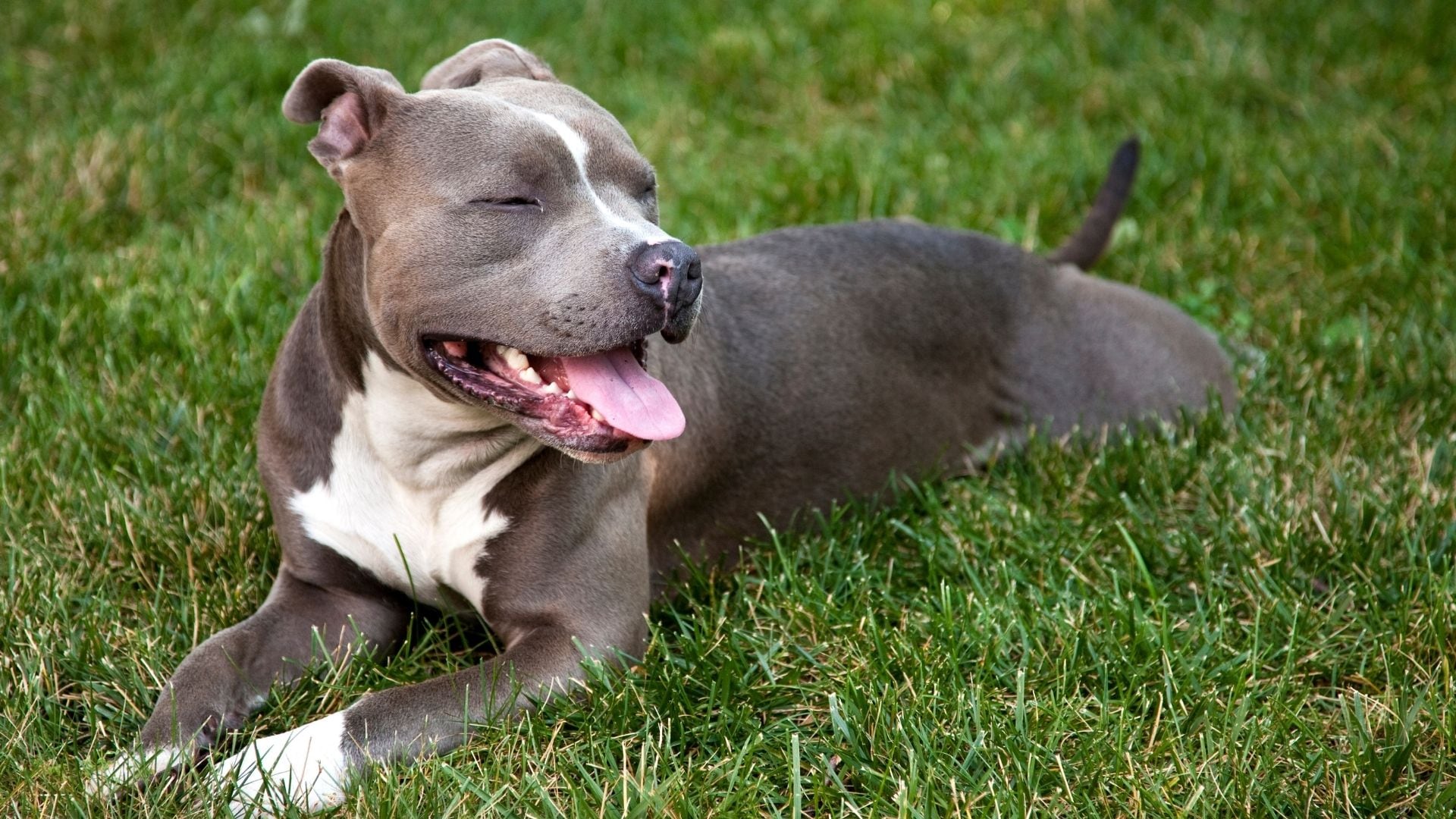 Pitbull