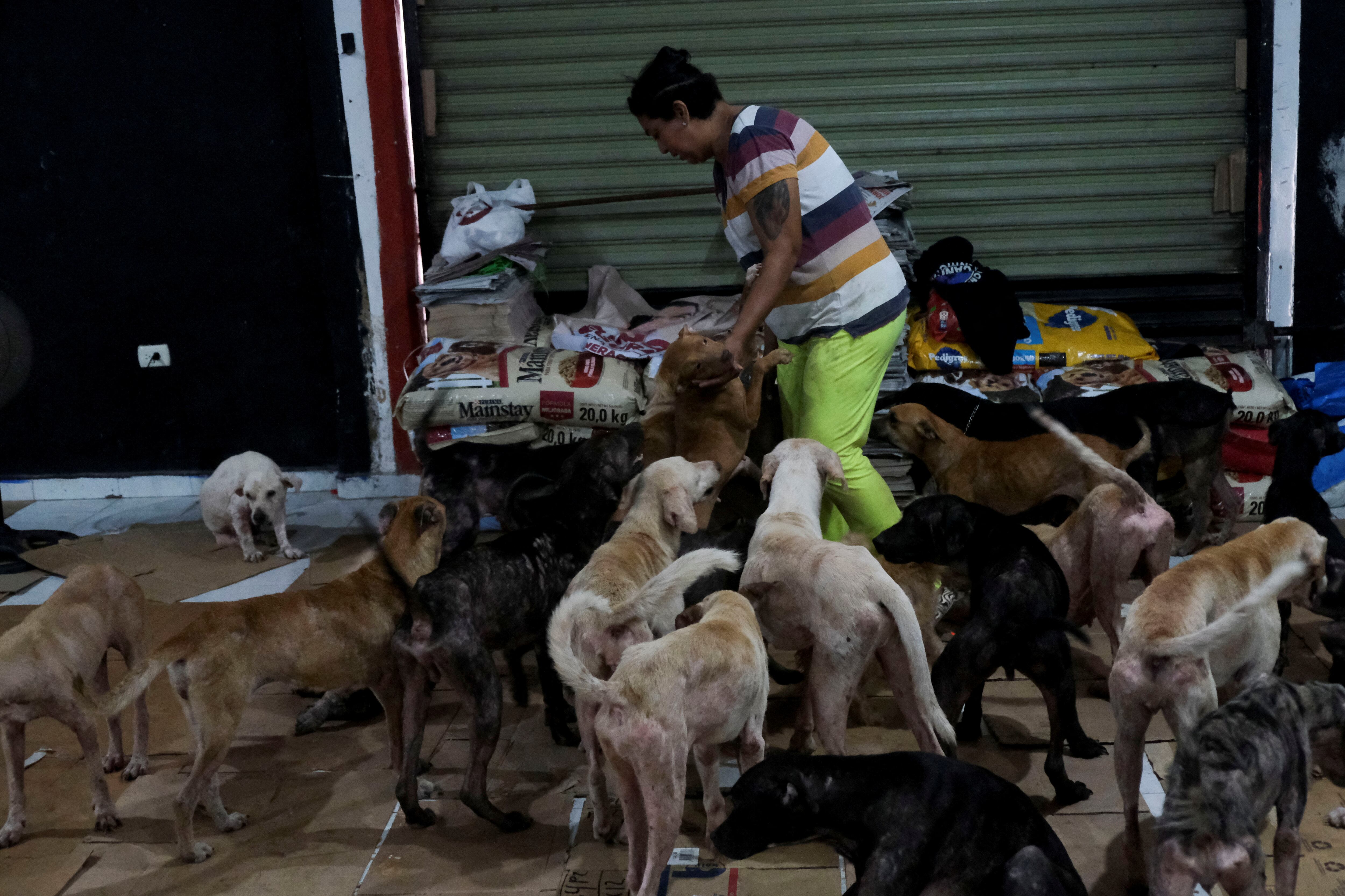 Además de perros en abandono, el refugio cuenta con canes atropellados, encontrados cerca del Tren Maya o víctimas de maltrato | REUTERS/Paola Chiomante