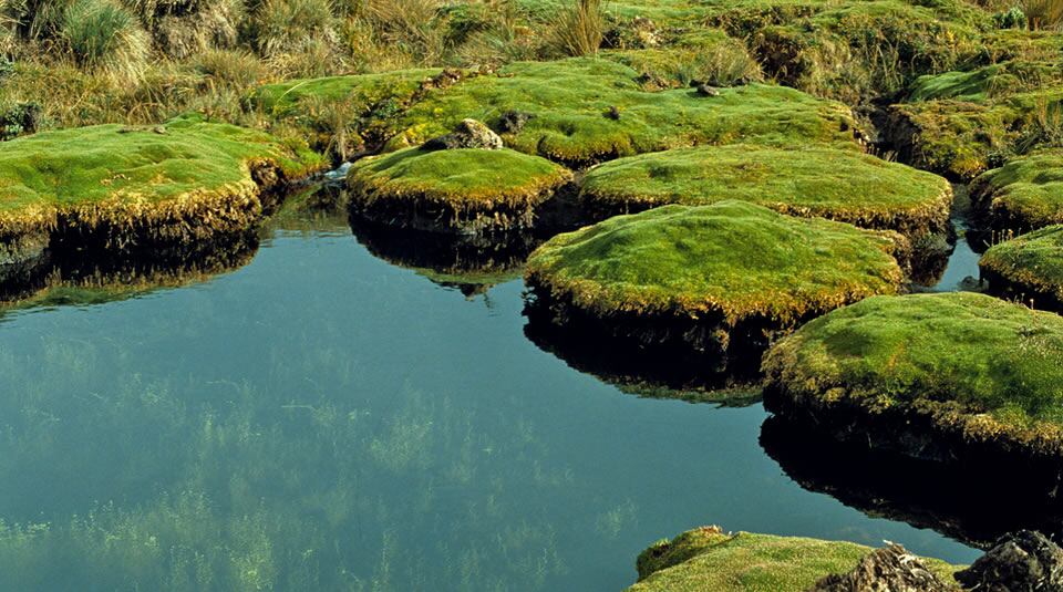 El acceso a las termales implica una caminata moderada a través del parque, lo que permite disfrutar del paisaje natural antes de llegar a las piscinas termales - crédito Parques Nacionales Naturales de Colombia