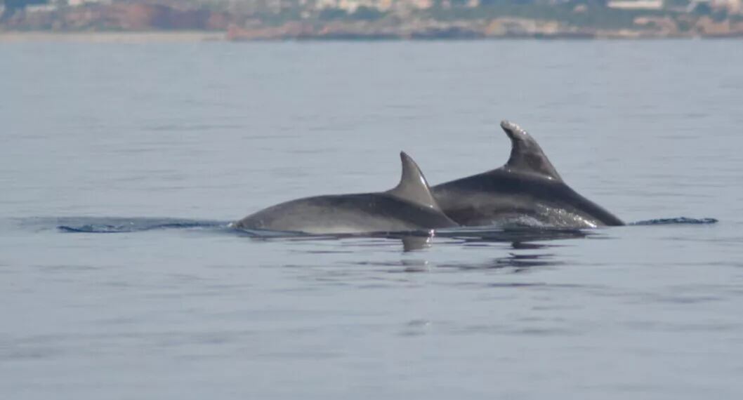 Delfines en Cartagena. FOTO: Asociación de Naturalistas del Sureste