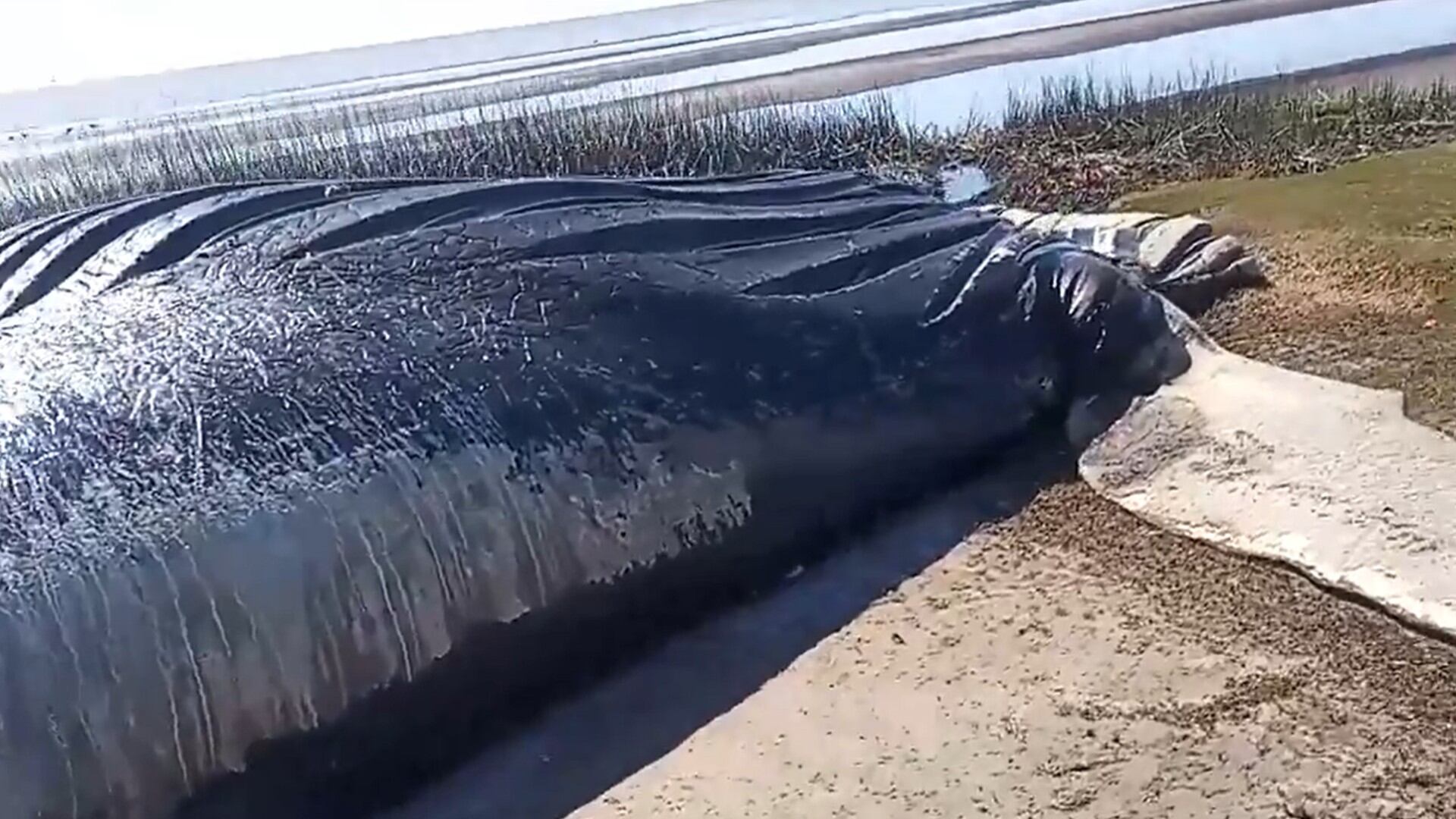 Ballena Río de La Plata