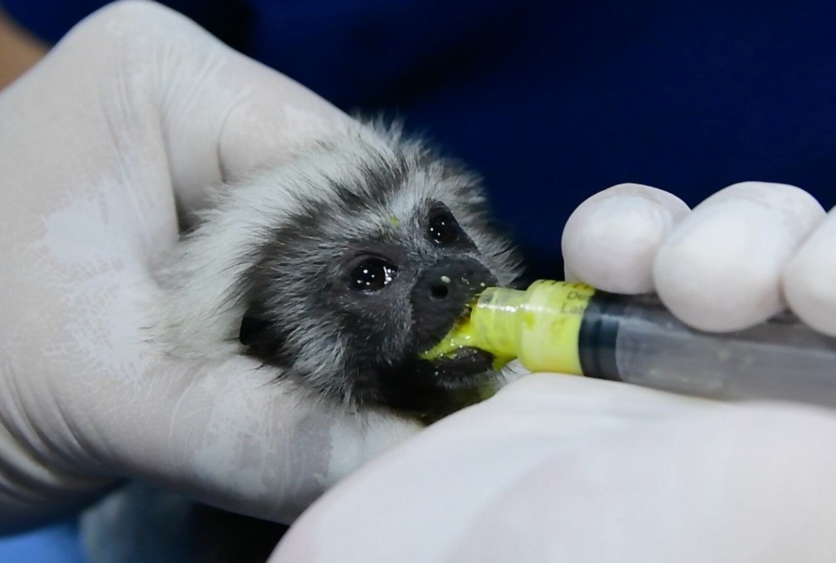 Un mono Tití cabeciblanco (Saguinus Oedipus) siendo alimentado por funcionarios de la Corporación Autónoma Regional para la Defensa de la Meseta de Bucaramanga (Cdmb) en Bucaramanga (Colombia) - crédito EFE/Asocars
