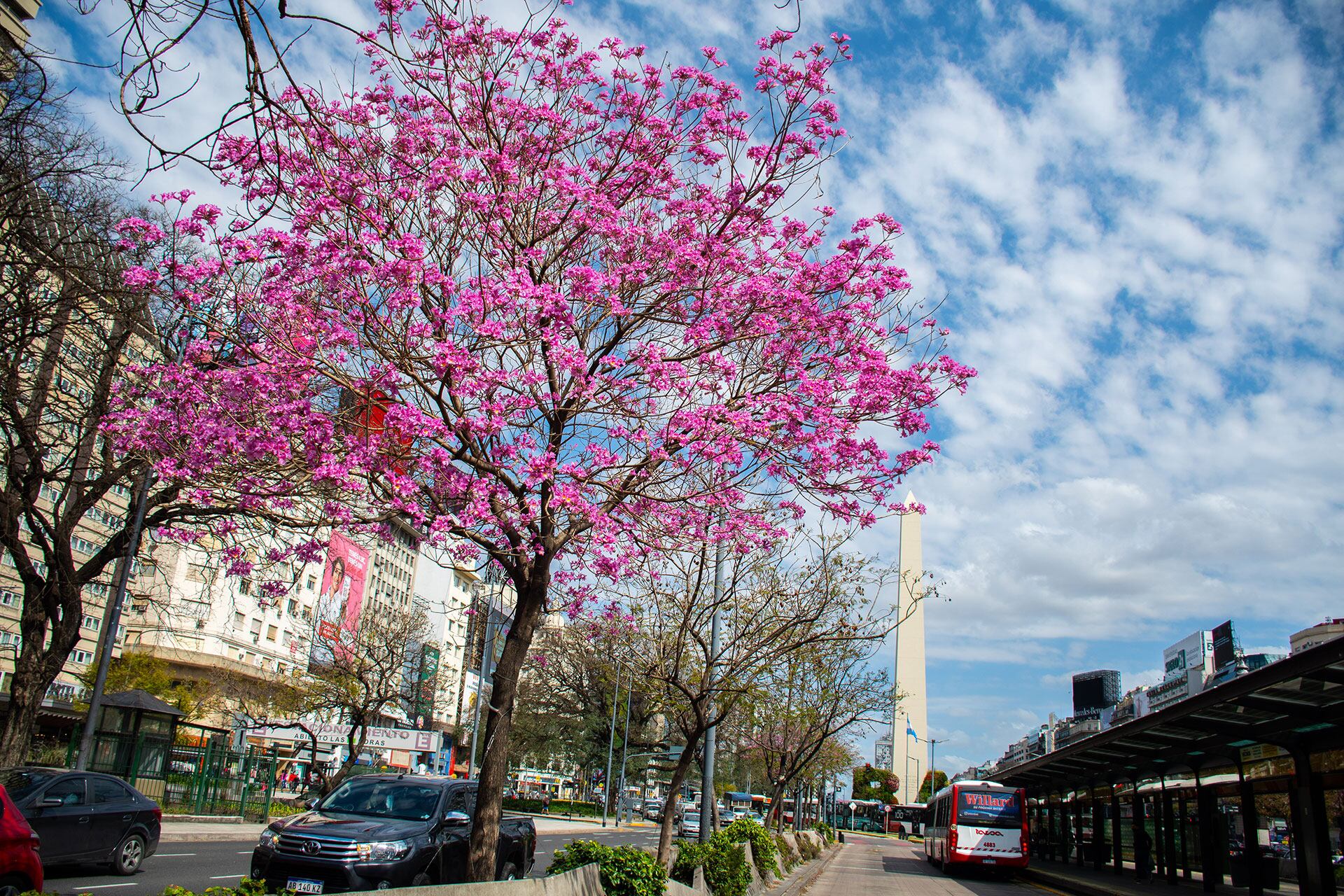 Árboles Ciudad de Buenos Aires